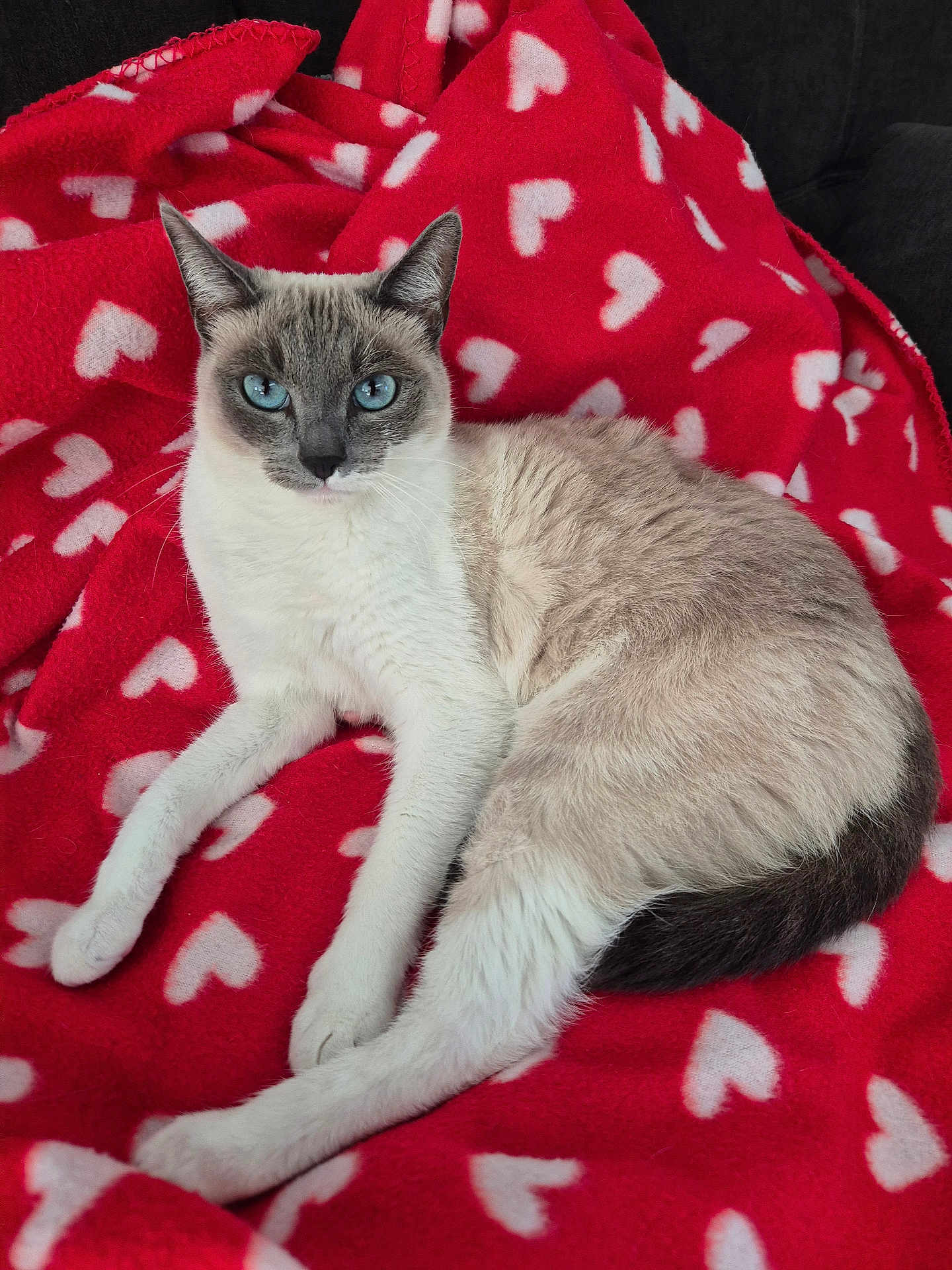 Alaska Lima a rejoint le concours — aidez-le/la à gagner de superbes lots ! cat, siamese_cat, blue_eyes, feline, pet, animal, resting, red_blanket, heart_pattern, cozy, indoor, fur, whiskers, cute, domestic_cat, laying_down, relaxed, soft_texture, close_up, portrait