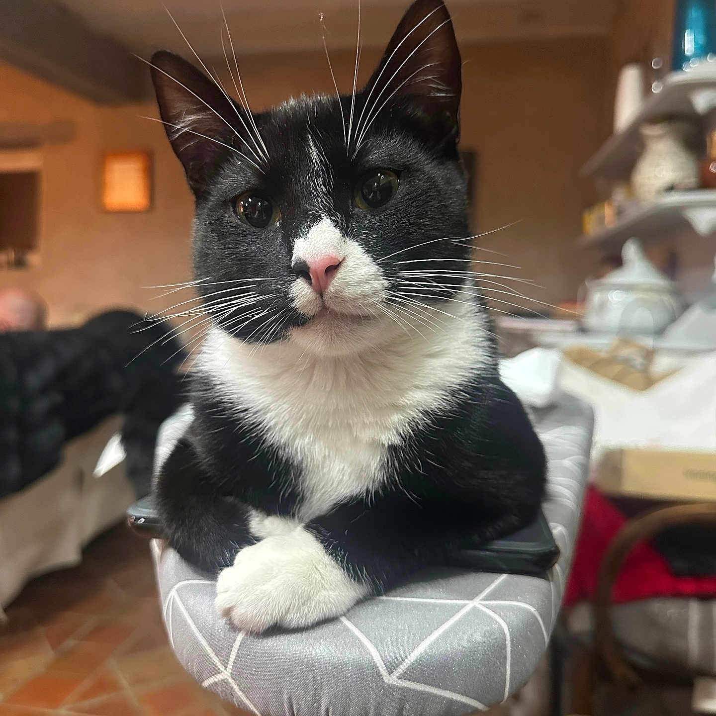 Zebulon participe au concours pour gagner de l'argent avec cette photo : animal, black_and_white, cat, close_up, cozy, crossed_paws, cute, domestic, fur, furniture, home, indoor, ironing_board, paws, pet, pink_nose, portrait, relaxed, whiskers