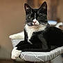 Zebulon participe au concours pour gagner de l'argent avec cette photo : cat, tuxedo_cat, black_and_white, pet, animal, indoor, ironing_board, relaxed, lying_down, whiskers, paws, fur, close_up, domestic_cat, cute, portrait, feline, household, resting, curious