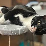 Zebulon participe au concours pour gagner de l'argent avec cette photo : cat, black_and_white, pet, animal, indoor, ironing_board, relaxed, fur, whiskers, closeup, portrait, curious, yellow_eyes, home, feline, laying_down, soft_focus, domestic, cute, playful