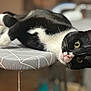 cat, black_and_white, pet, animal, indoor, ironing_board, relaxed, fur, whiskers, closeup, portrait, curious, yellow_eyes, home, feline, laying_down, soft_focus, domestic, cute, playful