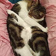 Pupuce a rejoint le concours — aidez-le/la à gagner de superbes lots ! animal, cat, companion, cozy, cuddle, cute, domestic_cat, embrace, fur, indoor, pet, pink_blanket, relaxation, resting, sleeping, snuggle, soft, tabby, two_cats, whiskers