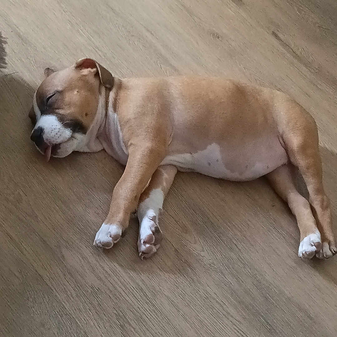 Bulma participe au concours pour gagner de l'argent avec cette photo : puppy, dog, sleeping, lying_down, brown_and_white, short_hair, tongue, paws, wooden_floor, indoor, home, relaxed, cute, pet, animal, portrait, top_view, natural_light, resting, floor
