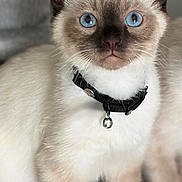 Bounty a rejoint le concours — aidez-le/la à gagner de superbes lots ! cat, siamese, kitten, blue_eyes, collar, bell, pet, fur, animal, cute, whiskers, ears, face, portrait, indoor, young, alert, small, domestic, feline