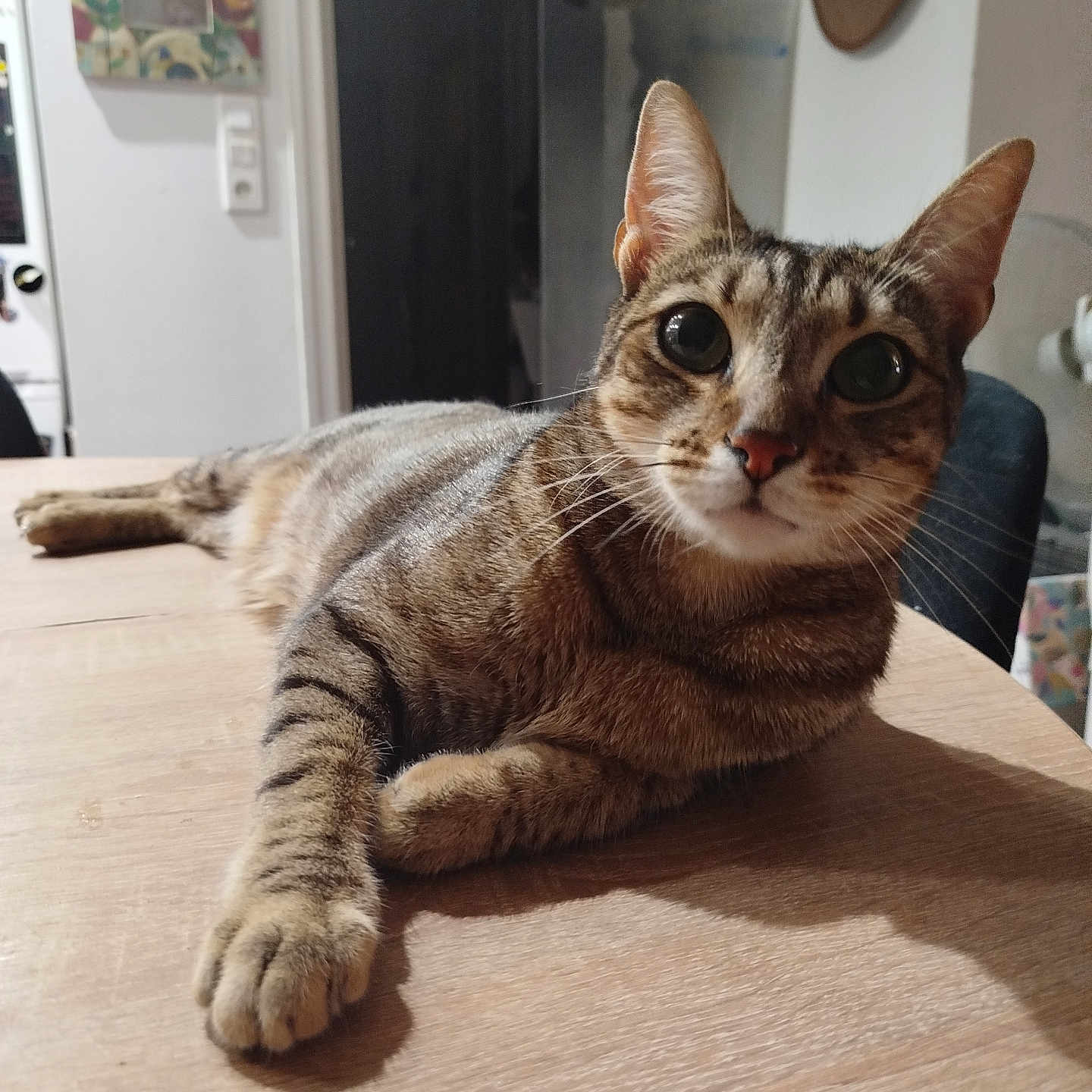 Dixie a rejoint le concours — aidez-le/la à gagner de superbes lots ! cat, tabby, indoor, table, wood, feline, pet, animal, curious, relaxed, paw, whiskers, ears, eyes, fur, domestic, cozy, home, portrait, mammal