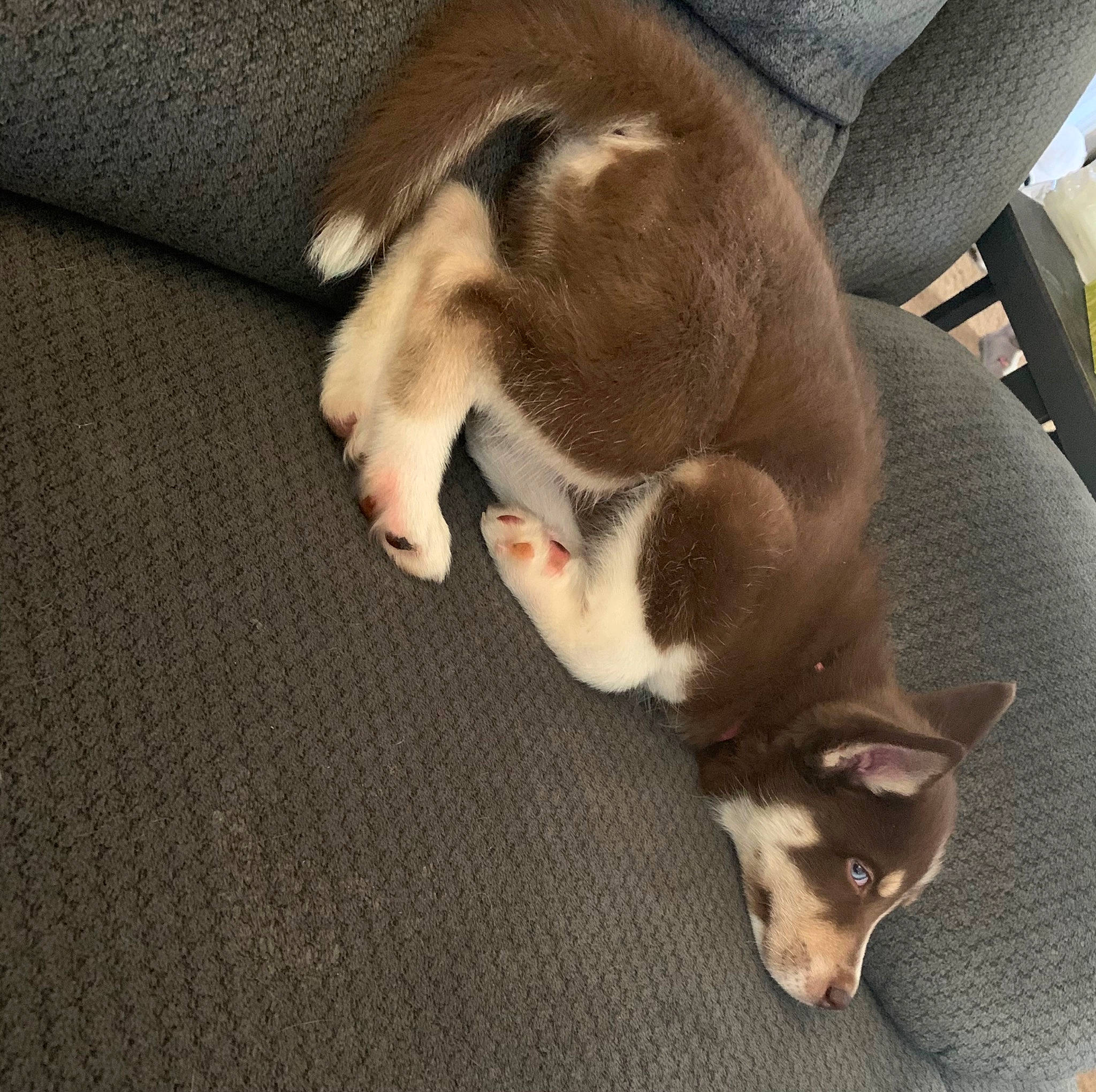 Capone joined the competition — help win amazing prizes! canidae, carnivore, chair, comfort, companion_dog, dog, dog_breed, fawn, flooring, fur, hardwood, paw, pet_supply, snout, sporting_group, tail, toy_dog, whiskers, wood, working_animal