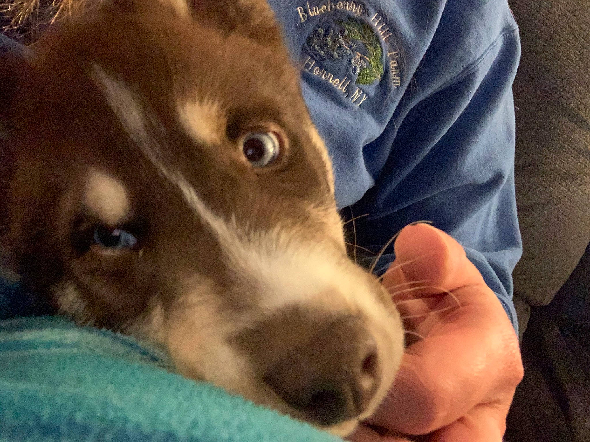 Capone is registered to the contest to win money with this photo: canidae, carnivore, collar, comfort, companion_dog, dog, dog_breed, ear, fawn, fur, liver, non_sporting_group, puppy, sleeve, sporting_group, terrestrial_animal, whiskers, working_animal