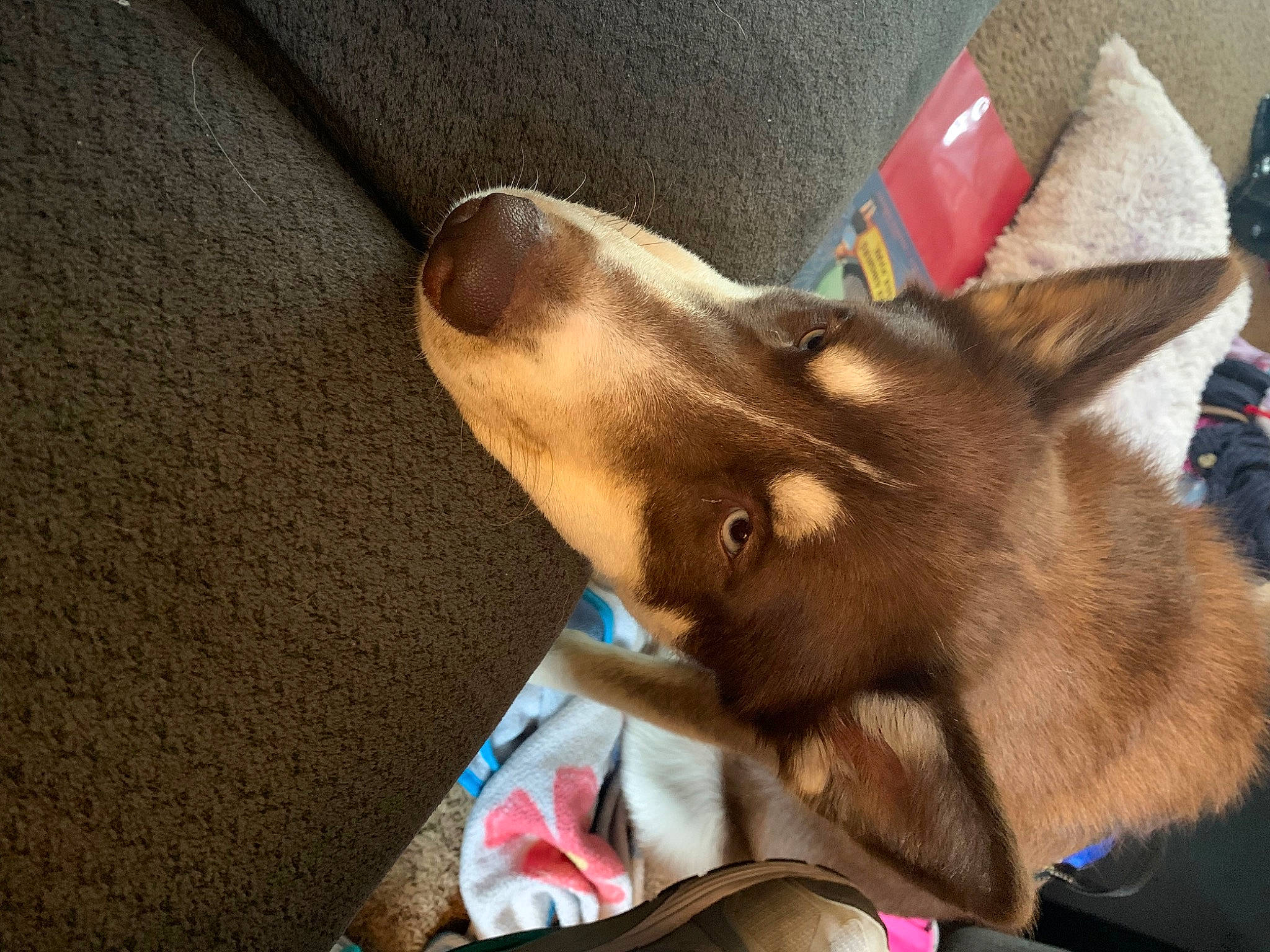 Capone is registered to the contest to win money with this photo: box, canidae, carnivore, carton, comfort, companion_dog, dog, dog_breed, ear, felidae, flooring, fur, german_shepherd_dog, liver, paw, shipping_box, sporting_group, whiskers, working_animal