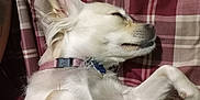 Snowflake is registered to the contest to win money with this photo: animal, blanket, canine, chair, chihuahua, cockerspaniel, couch, dog, eskimodog, furniture, homedecor, hound, husky, labradorretriever, linen, papillon, pet, puppy, terrier, whitedog