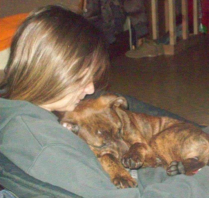 Duke joined the competition — help win amazing prizes! big_cats, carnivore, claw, comfort, companion_dog, dog_breed, domestic_short_haired_cat, fawn, felidae, fur, liver, nap, room, small_to_medium_sized_cats, snout, sporting_group, terrestrial_animal, whiskers, wood, wrinkle