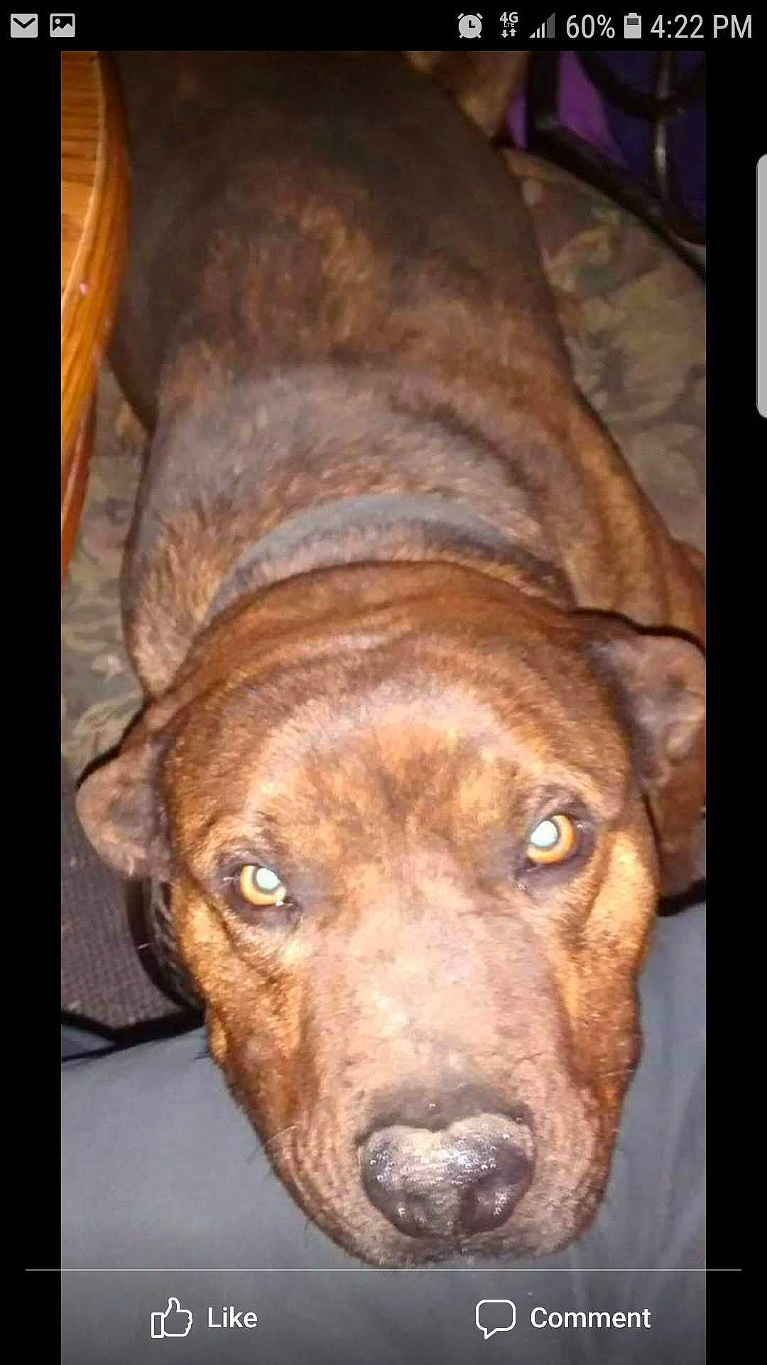 Duke joined the competition — help win amazing prizes! canidae, carnivore, companion_dog, dog, dog_breed, fawn, fur, guard_dog, liver, non_sporting_group, snout, sporting_group, terrestrial_animal, treeing_tennessee_brindle, whiskers, working_animal, working_dog