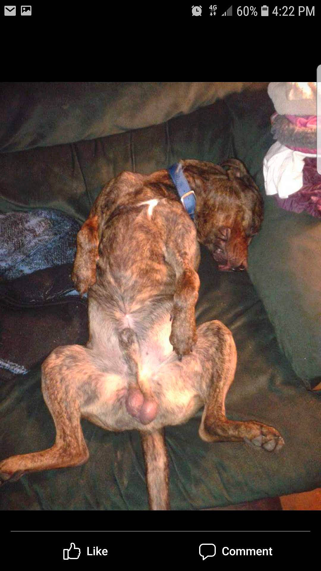 Duke joined the competition — help win amazing prizes! canidae, carnivore, claw, companion_dog, darkness, dog, dog_breed, fawn, flesh, fur, liver, room, sporting_group, tail, terrestrial_animal, visual_arts, wood, working_animal