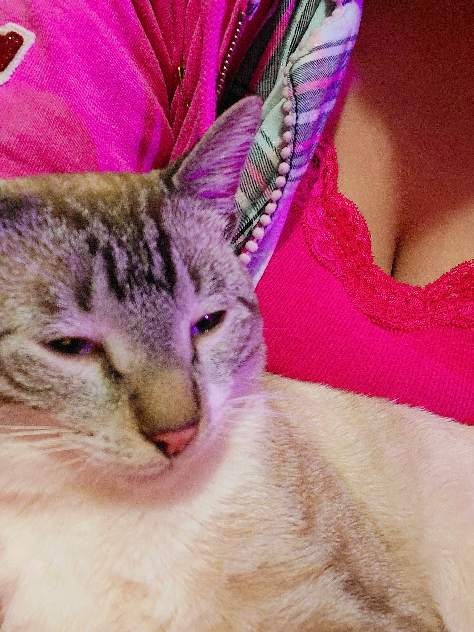 Snow joined the competition — help win amazing prizes! carnivore, cat, close_up, domestic_short_haired_cat, event, fashion_accessory, felidae, fur, grass, jewellery, linens, magenta, pattern, paw, peach, pink, selfie, small_to_medium_sized_cats, whiskers