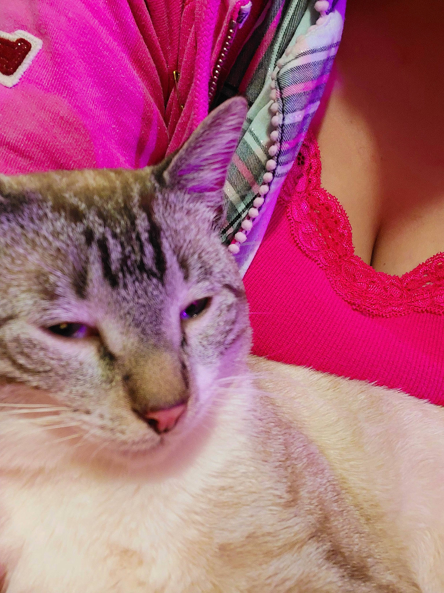 Snow joined the competition — help win amazing prizes! carnivore, cat, close_up, domestic_short_haired_cat, event, fashion_accessory, felidae, fur, grass, linens, magenta, paw, pink, plant, selfie, sleeve, small_to_medium_sized_cats, snout, textile, whiskers