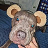 Rainy joined the competition — help win amazing prizes! dog, puppy, pit_bull, brown_fur, wrinkles, teddy_bear_ears, funny, close_up, portrait, blue_blanket, indoor, pet, animal, large_nose, floppy_ears, lying_down, hand, cozy, flash_photography, home_interior