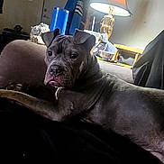 Rainy is registered to the contest to win money with this photo: dog, canine, pet, bulldog, short_hair, gray, lying_down, couch, indoors, living_room, portrait, face, eyes, tongue, ears, relaxed, furniture, lamp, home, photography