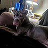 bulldog, canine, couch, dog, ears, eyes, face, furniture, gray, home, indoors, lamp, living_room, lying_down, pet, photography, portrait, relaxed, short_hair, tongue