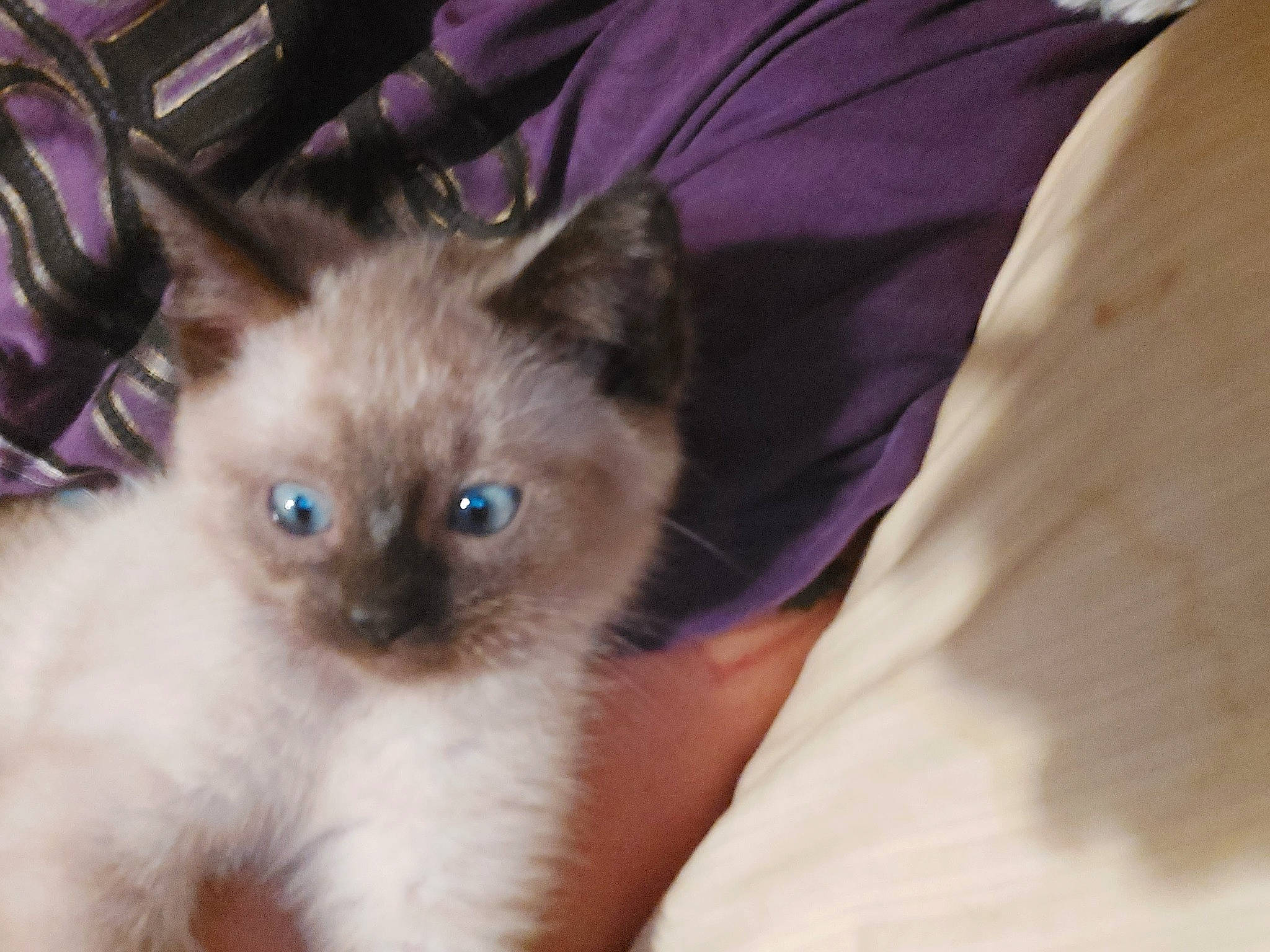 Pumkin joined the competition — help win amazing prizes! balinese, birman, carnivore, cat, electric_blue, fawn, felidae, fur, iris, ragdoll, siamese, small_to_medium_sized_cats, snout, tail, terrestrial_animal, thai, tonkinese, whiskers