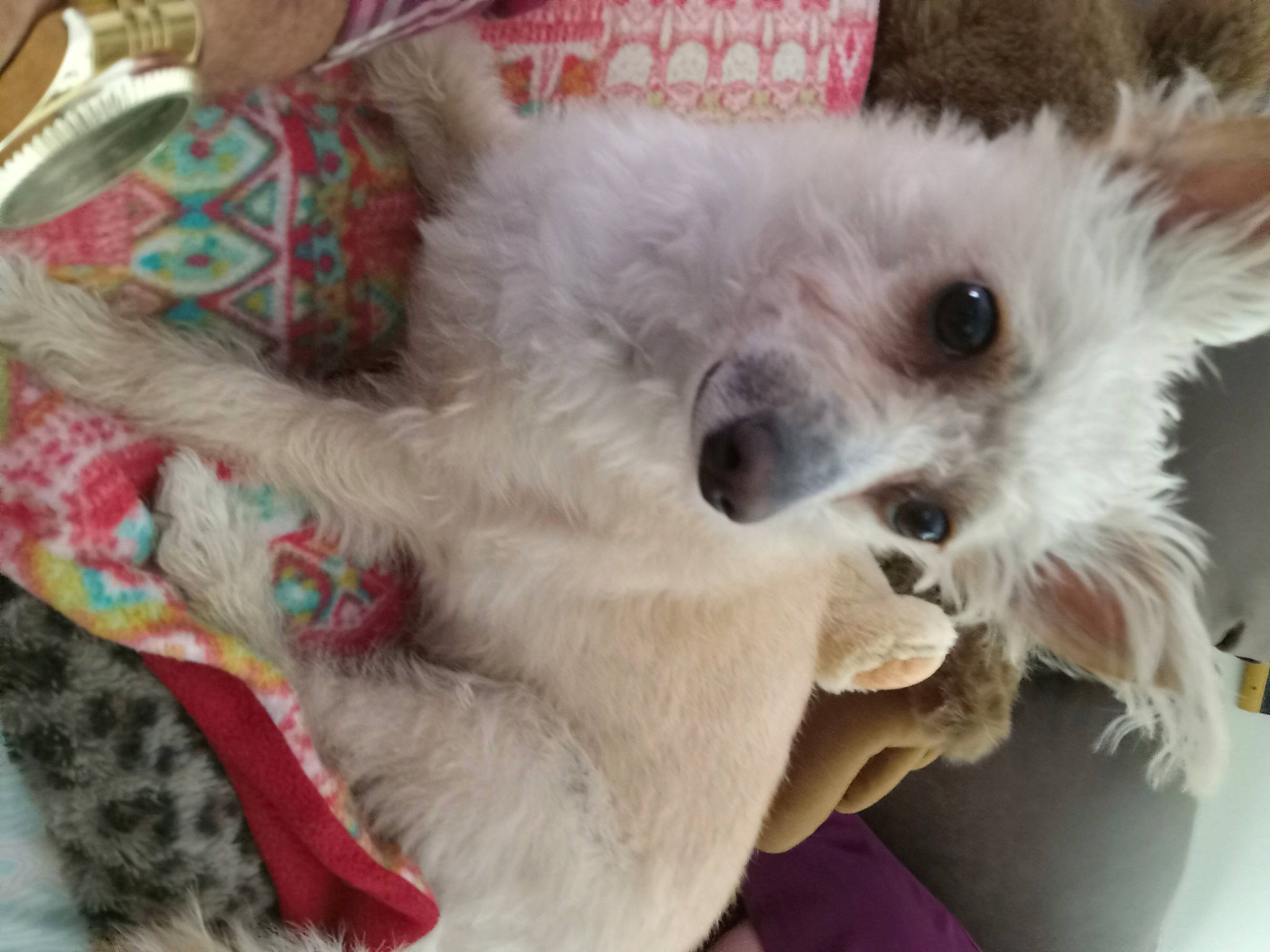 Scruffy joined the competition — help win amazing prizes! canidae, carnivore, companion_dog, dog, dog_breed, dog_supply, eyewear, fawn, fur, non_sporting_group, paw, pet_supply, small_terrier, snout, sporting_group, sunglasses, terrestrial_animal, toy_dog, whiskers, working_animal