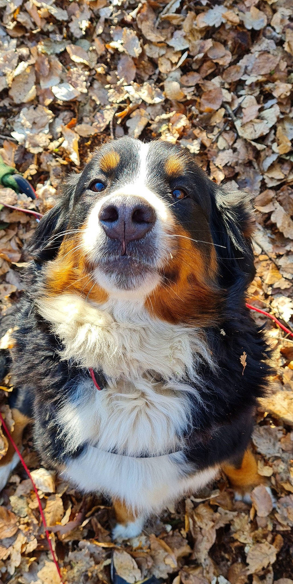 Fidjy participe au concours pour gagner de l'argent avec cette photo : australian_shepherd, bernese_mountain_dog, canidae, carnivore, companion_dog, dog, dog_breed, fur, herding_dog, plant, snout, sporting_group, terrestrial_animal, whiskers, working_dog