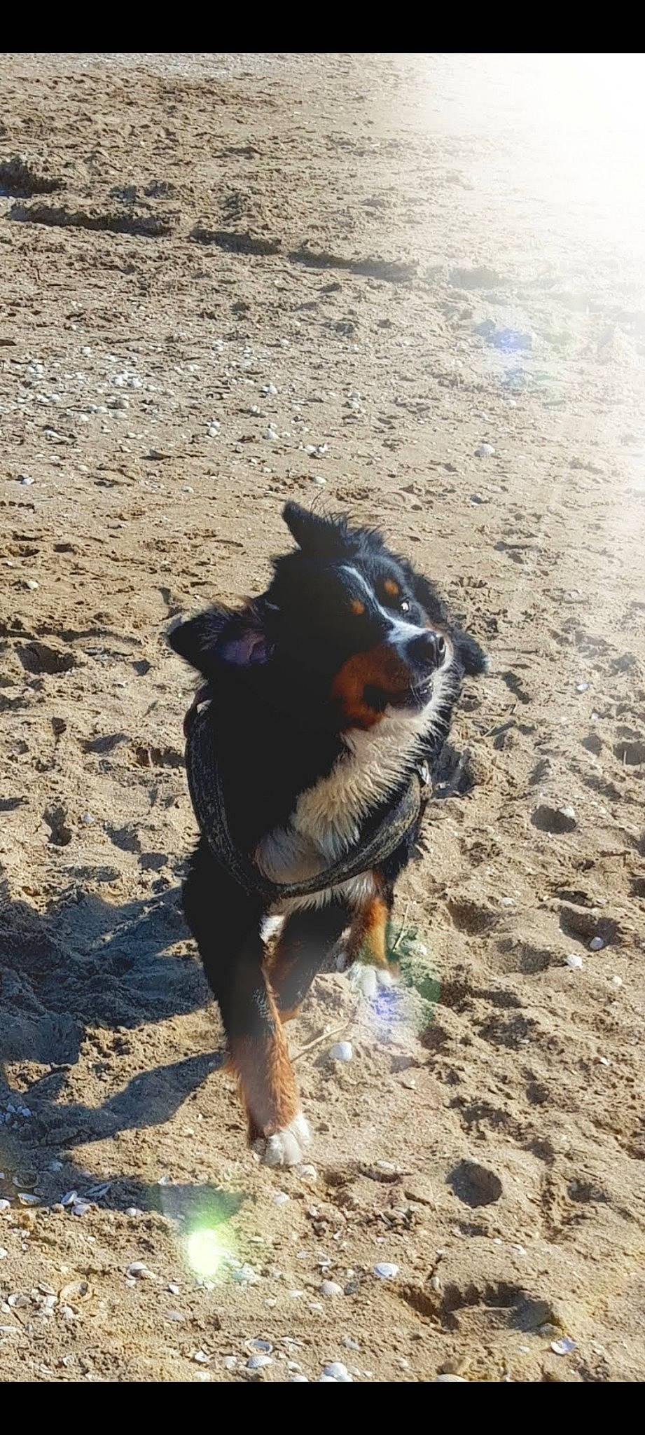 Fidjy a rejoint le concours — aidez-le/la à gagner de superbes lots ! bernese_mountain_dog, border_collie, canidae, carnivore, companion_dog, dog, dog_breed, fawn, herding_dog, landscape, paw, sand, shadow, snout, soil, sporting_group, tail, terrestrial_animal, working_animal, working_dog