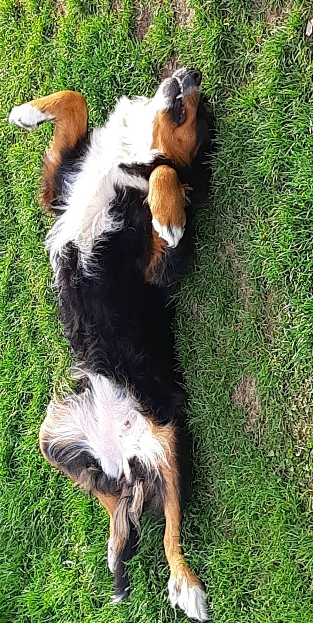 Fidjy a rejoint le concours — aidez-le/la à gagner de superbes lots ! canidae, carnivore, companion_dog, dog, dog_breed, fawn, fur, grass, herding_dog, mammal, plant, sporting_group, tail, terrestrial_animal, terrier, vertebrate, working_dog