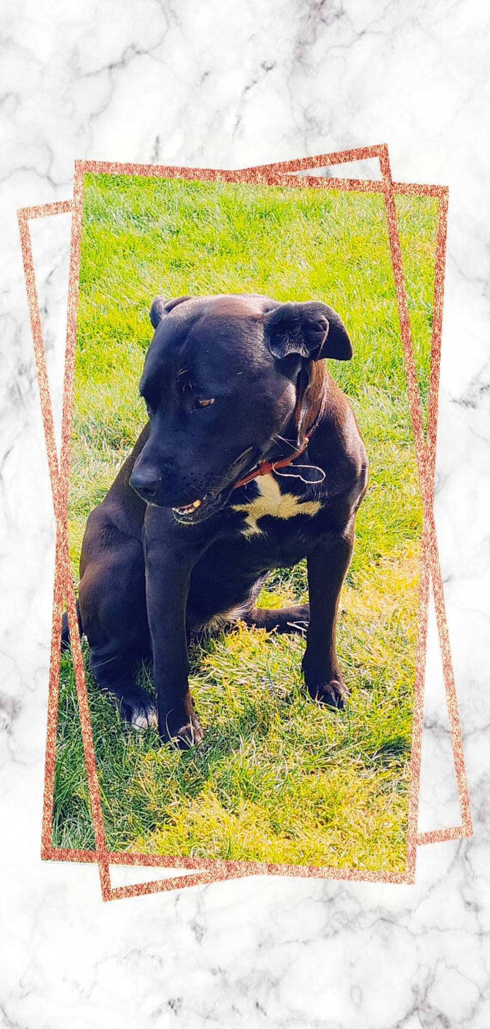 Naya participe au concours pour gagner de l'argent avec cette photo : canidae, canis_panther, carnivore, companion_dog, dog, dog_breed, dog_supply, fawn, grass, guard_dog, pet_supply, plant, rectangle, snout, sporting_group, tail, terrestrial_animal, window, working_animal, working_dog