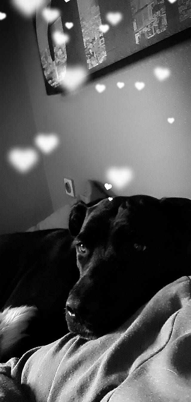 Naya a rejoint le concours — aidez-le/la à gagner de superbes lots ! canidae, carnivore, comfort, companion_dog, couch, darkness, dog, dog_breed, ear, flash_photography, grey, monochrome, monochrome_photography, room, shadow, sporting_group, still_life_photography, tints_and_shades, whiskers, working_animal