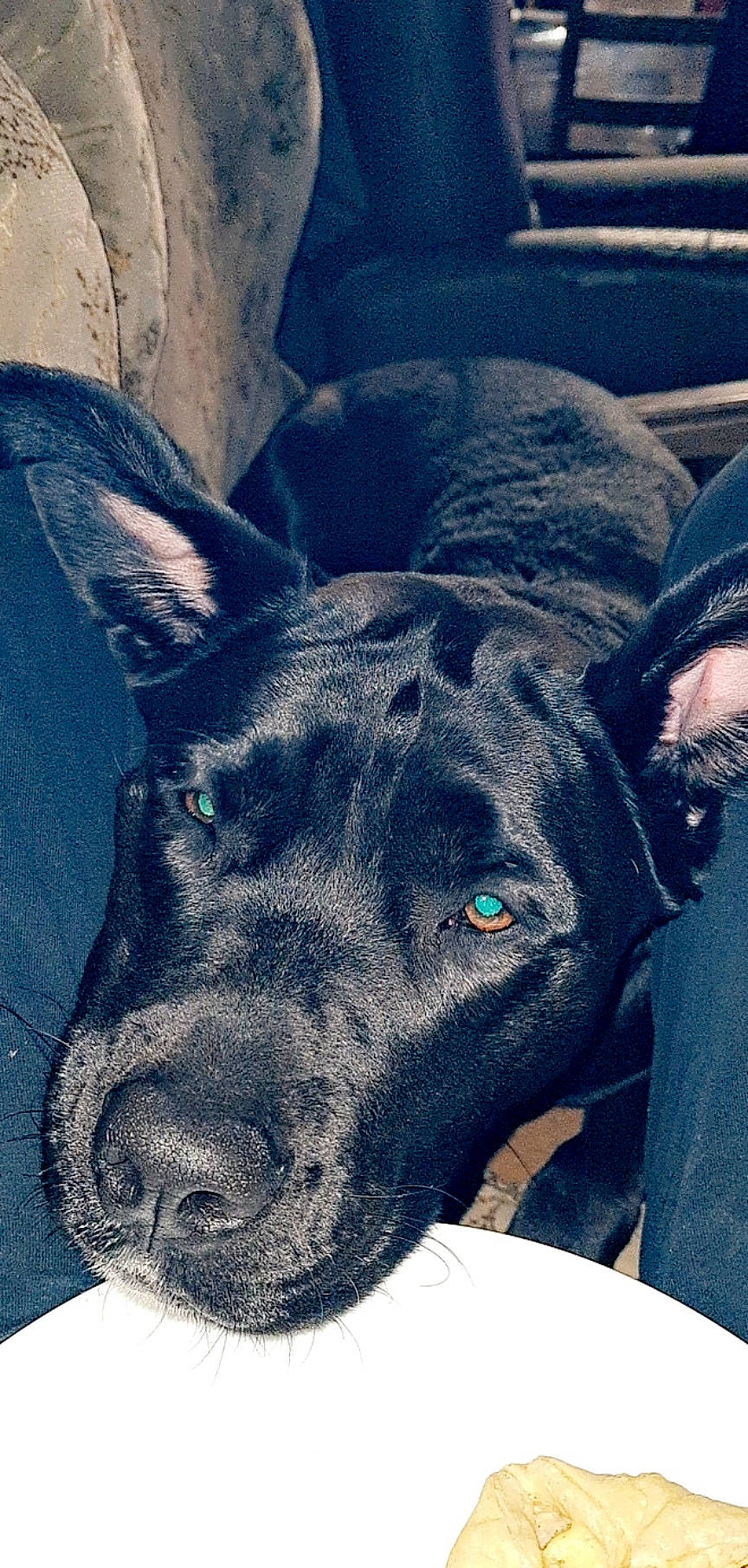 Naya participe au concours pour gagner de l'argent avec cette photo : art, canidae, carnivore, collar, companion_dog, dog, dog_breed, dog_collar, electric_blue, eye, fawn, fur, guard_dog, head, jaw, snout, sporting_group, whiskers, working_animal, working_dog