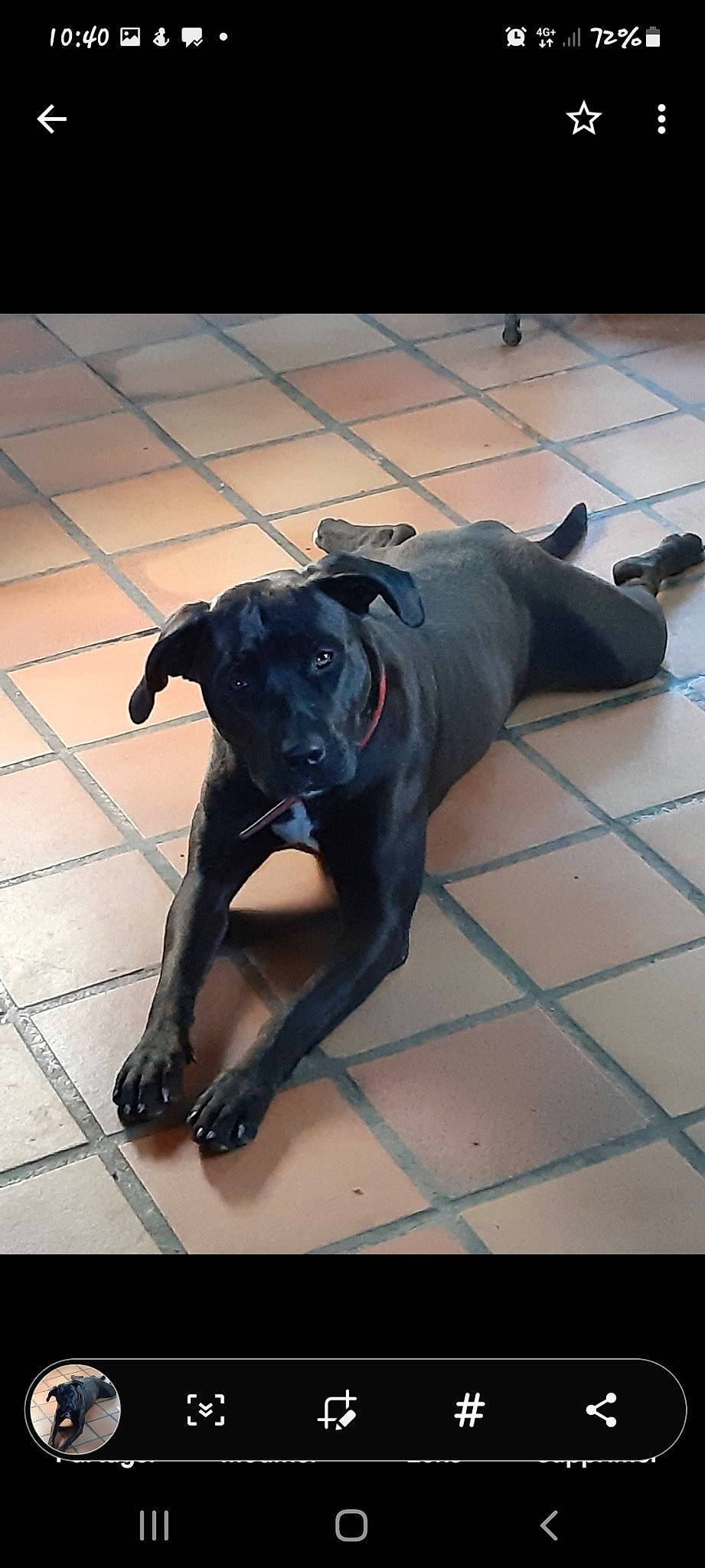 Naya participe au concours pour gagner de l'argent avec cette photo : borador, canidae, carnivore, companion_dog, dog, dog_breed, fawn, floor, flooring, fur, guard_dog, non_sporting_group, pet_supply, snout, sporting_group, tail, terrestrial_animal, tile_flooring, working_animal