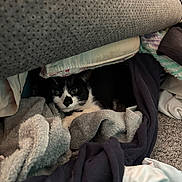 Goober is registered to the contest to win money with this photo: cat, tuxedo_cat, blanket, clothing, cozy, indoor, carpet, hiding, peeking, furniture, black_and_white, pet, resting, soft_texture, curious, animal, home, pile, fabric, crouching