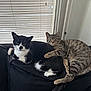 Goober is registered to the contest to win money with this photo: cat, cats, black_and_white_cat, tabby_cat, cuddling, couch, window_blinds, indoor, pet, feline, fur, relaxed, resting, animal, whiskers, paw, tail, domestic_animal, cozy, companion