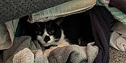 Goober is registered to the contest to win money with this photo: cat, tuxedo_cat, blanket, clothing, cozy, indoor, carpet, hiding, peeking, furniture, black_and_white, pet, resting, soft_texture, curious, animal, home, pile, fabric, crouching