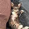 kitten, cat, tabby, paw, fur, sleepy, pet, animal, cute, cozy, blanket, cushion, soft, resting, relaxed, indoor, whiskers, small, adorable, feline