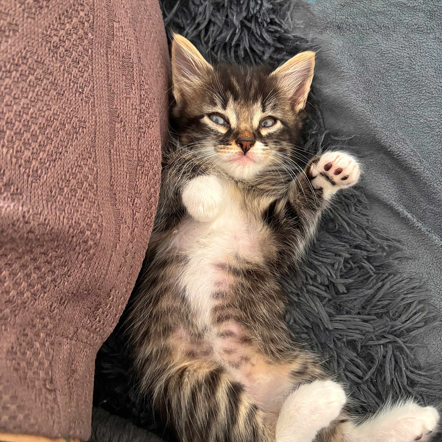 Angel a rejoint le concours — aidez-le/la à gagner de superbes lots ! kitten, cat, tabby, paw, fur, sleepy, pet, animal, cute, cozy, blanket, cushion, soft, resting, relaxed, indoor, whiskers, small, adorable, feline