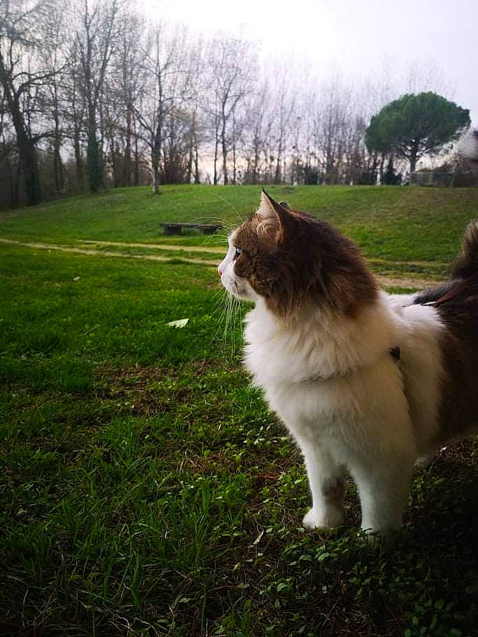 Freddy participe au concours pour gagner de l'argent avec cette photo : carnivore, cat, companion_dog, dog_breed, fawn, felidae, fur, grass, grassland, pasture, plant, sitting, sky, small_to_medium_sized_cats, snout, tail, terrestrial_animal, tree, whiskers, wood