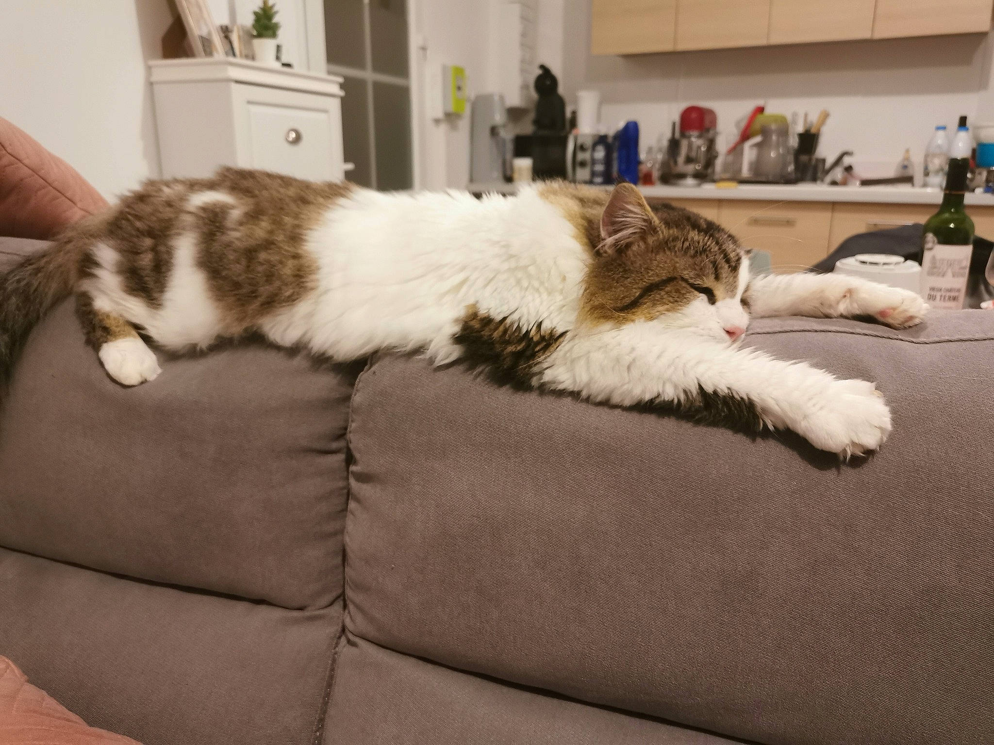 Freddy participe au concours pour gagner de l'argent avec cette photo : bottle, cabinetry, carnivore, cat, claw, comfort, companion_dog, couch, domestic_short_haired_cat, felidae, flooring, fur, linens, room, small_to_medium_sized_cats, snout, tail, textile, whiskers, wood