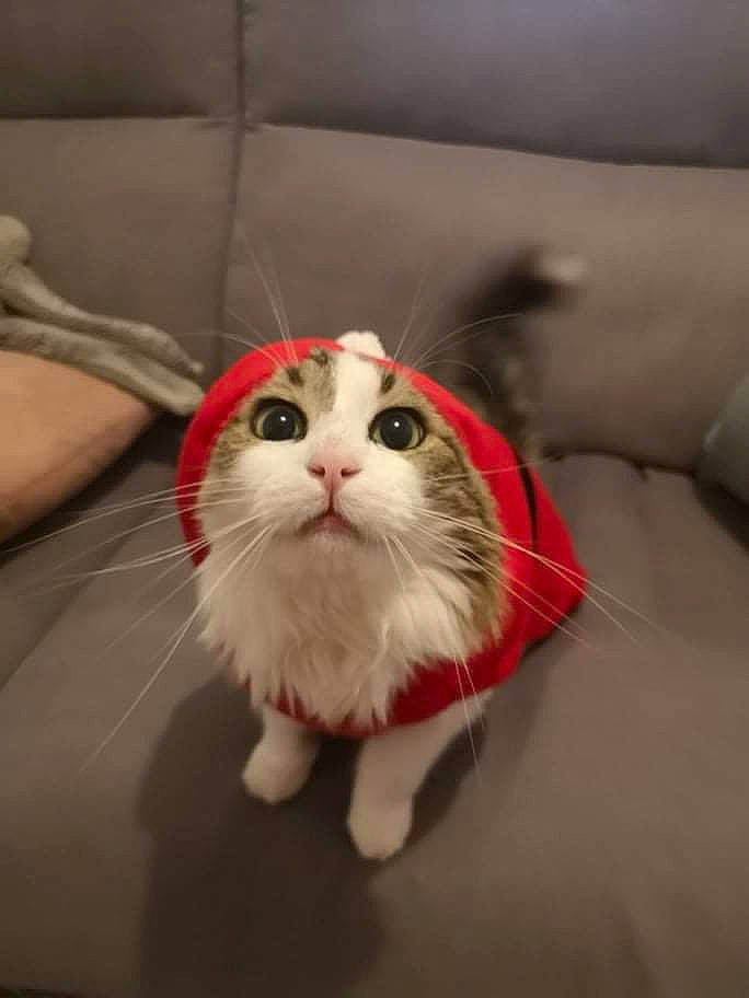 Freddy participe au concours pour gagner de l'argent avec cette photo : carnivore, cat, comfort, couch, domestic_short_haired_cat, felidae, flooring, fur, paw, small_to_medium_sized_cats, snout, tail, whiskers