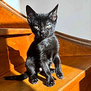 Venom participe au concours pour gagner de l'argent avec cette photo : animal, black_cat, curious, cute, domestic_cat, ears, feline, fur, indoor, kitten, natural_light, pet, portrait, shadow, sitting, sunlight, whiskers, wood, wooden_stairs, young