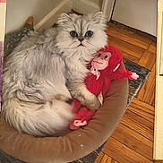 Henry joined the competition — help win amazing prizes! cat, fluffy_cat, white_fur, big_eyes, pet, stuffed_monkey, plush_toy, pet_bed, wooden_floor, rug, portrait, closeup, home_interior, canvas_print, name_text, mobile_screenshot, status_bar, battery_icon, cute, relaxed