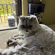 Wesley joined the competition — help win amazing prizes! cat, fluffy, gray, tongue_out, indoor, cat_tree, balcony, window, sunlight, furniture, pet, relaxed, fur, closeup, animal, home, cozy, resting, texture, cute