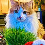 cat, fluffy, orange_and_white, grass, greenery, plush_toy, indoor, kitchen, cabinet, curious, pet, animal, soft_fur, close_up, domestic, feline, background, eyes, whiskers, cozy