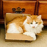 Romeo is registered to the contest to win money with this photo: cat, orange_cat, white_cat, fluffy_fur, cardboard_box, pet, indoor, furniture, wooden_dresser, carpet, cozy, green_eyes, resting, cute, domestic_cat, animal, cute_pet, small_box, relaxed, home