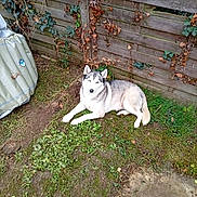 Rugby a rejoint le concours — aidez-le/la à gagner de superbes lots ! dog, husky, siberian_husky, pet, animal, blue_eyes, fluffy, lying_down, outdoor, garden, grass, wooden_fence, ivy, autumn_leaves, backyard, portrait, white_and_gray, pointed_ears, tail, relaxed