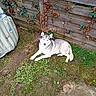 dog, husky, siberian_husky, pet, animal, blue_eyes, fluffy, lying_down, outdoor, garden, grass, wooden_fence, ivy, autumn_leaves, backyard, portrait, white_and_gray, pointed_ears, tail, relaxed