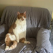 Tyson joined the competition — help win amazing prizes! cat, orange_cat, white_cat, sitting, couch, gray_quilted_cover, indoor, pet, feline, fur, whiskers, ears, tail, paws, relaxed, domestic_animal, home, furniture, animal, cute