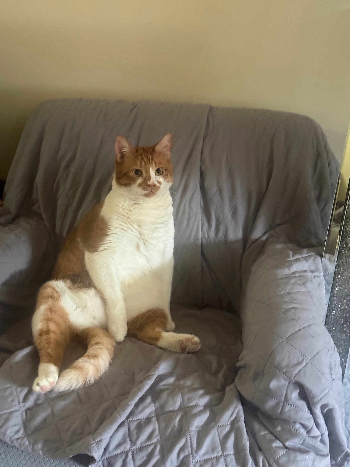 Tyson joined the competition — help win amazing prizes! cat, orange_cat, white_cat, sitting, couch, gray_quilted_cover, indoor, pet, feline, fur, whiskers, ears, tail, paws, relaxed, domestic_animal, home, furniture, animal, cute