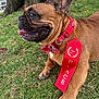 Yoda is registered to the contest to win money with this photo: dog, french_bulldog, red_collar, bow_tie, ribbon, 2nd_place, grass, tree_trunk, pet, animal, outdoor, paw, tongue_out, close_up, canine, award, cute, smiling, relaxed, victory