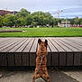 Yoda is registered to the contest to win money with this photo: dog, leash, park, grass, trees, wooden_platform, sidewalk, cloudy_sky, people, urban, outdoor, pet, canine, fence, building, construction_crane, greenery, daytime, nature, walk