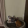 Yoda joined the competition — help win amazing prizes! animal, brown_dog, companion, cozy, curtain, cute, dog, dog_bed, floor, furniture, home, indoor, pet, pillow, plush, portrait, relaxed, resting, small_dog, wall